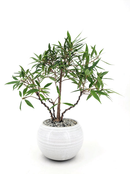 'Nora' the Willow Leaf Fig - #580