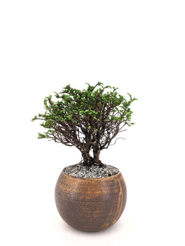 hoka en bonsai Hokkaido Elm Modern Bonsai