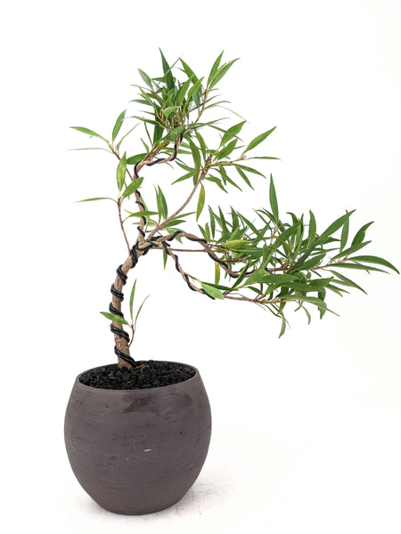 'Nora' the Willow Leaf Fig - #582