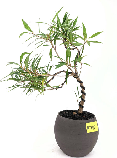 'Nora' the Willow Leaf Fig - #582