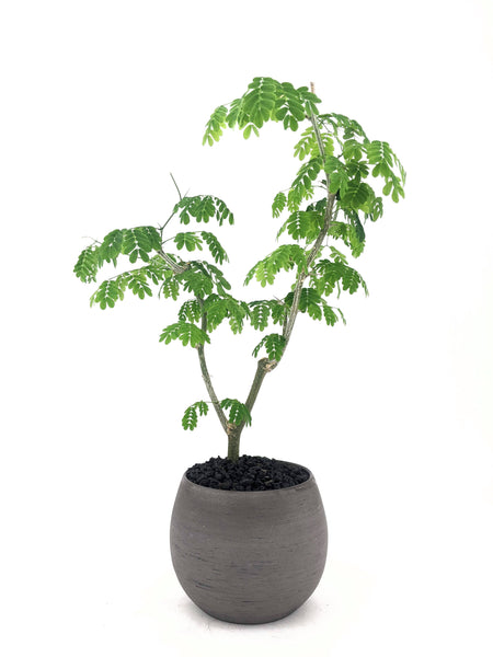 brazilian rain tree bonsai for sale Brazilian Rain Tree Bonsai