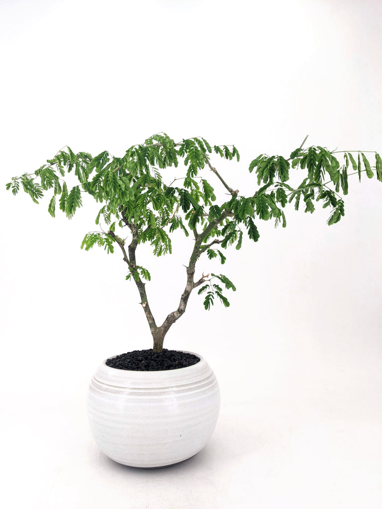 Brazilian Rain Tree Bonsai The Bonsai Shop Dandy Farmer