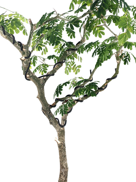 'Gilly' the Brazilian Rain Tree