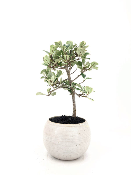 'Molly' the Variegated Triangle Ficus