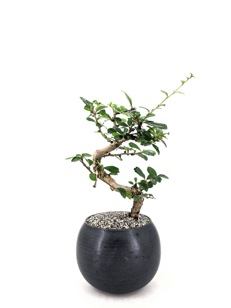 Philippine Tea Tree Bonsai The Bonsai Shop Dandy Farmer