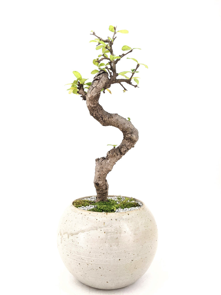 Philippine Tea Tree Bonsai The Bonsai Shop Dandy Farmer