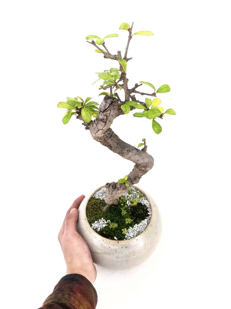 Philippine Tea Tree Bonsai The Bonsai Shop Dandy Farmer