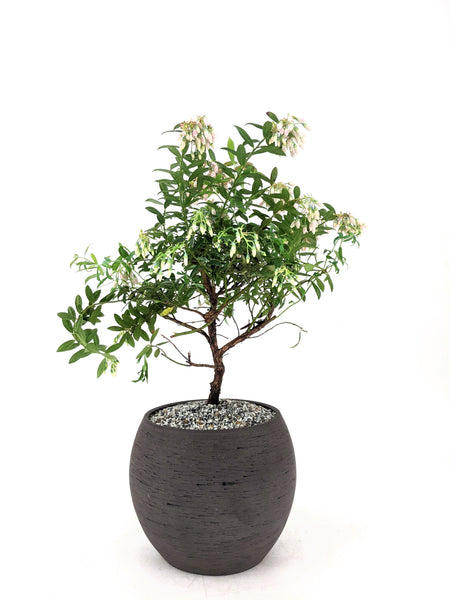 'Rosa' the Darrow's Blueberry