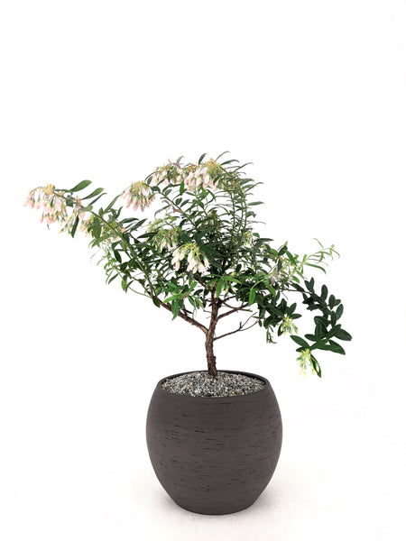 'Rosa' the Darrow's Blueberry