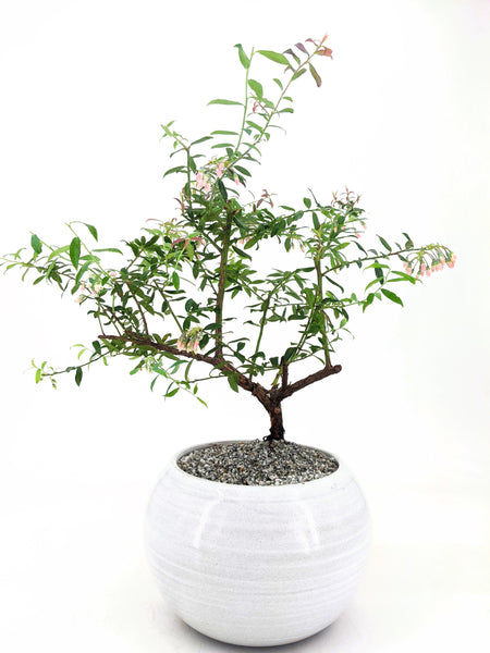 'Rosa' the Darrow's Blueberry