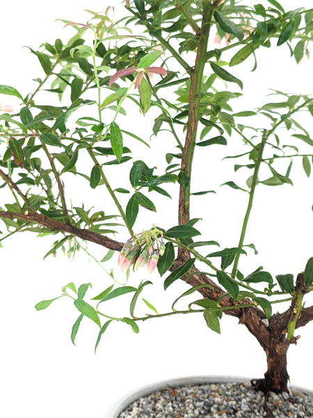 'Rosa' the Darrow's Blueberry