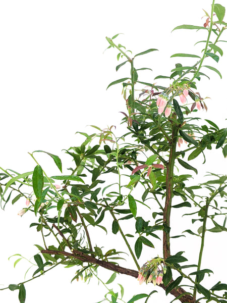 'Rosa' the Darrow's Blueberry