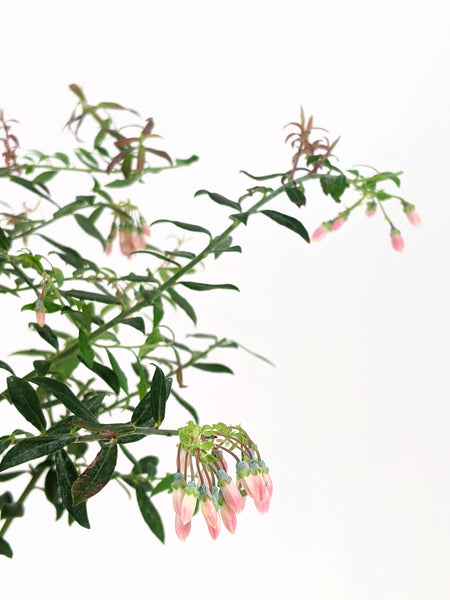 'Rosa' the Darrow's Blueberry