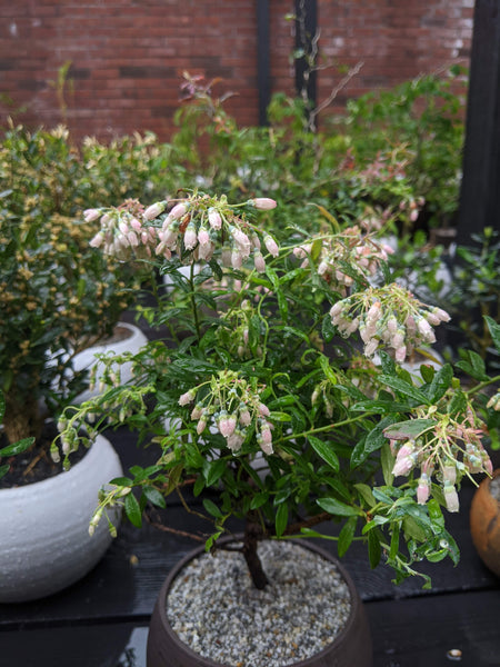 'Rosa' the Darrow's Blueberry