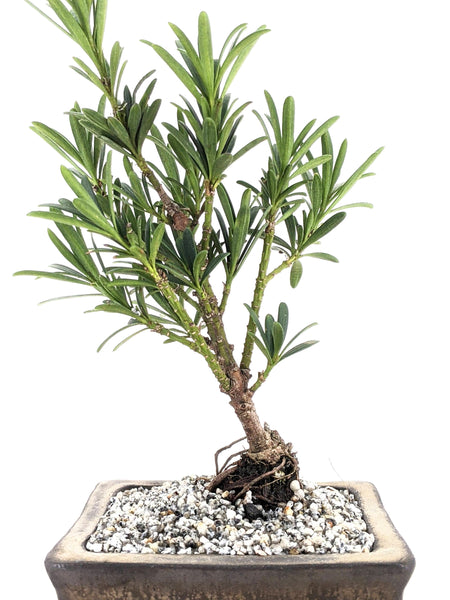'Pouch' the Buddhist Pine - #586