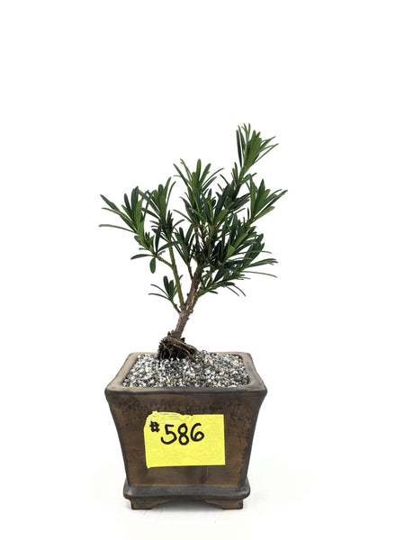 'Pouch' the Buddhist Pine - #586