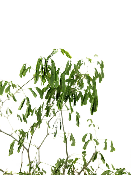 'Gilly' the Brazilian Rain Tree - #591