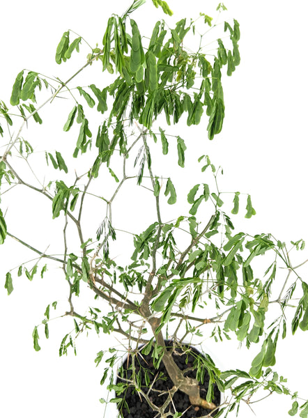 'Gilly' the Brazilian Rain Tree - #591