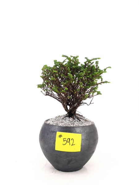 'Mizu' the Hokkaido Elm - #592