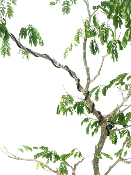 'Gilly' the Brazilian Rain Tree - #603