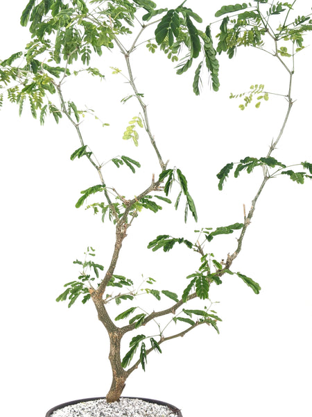 'Gilly' the Brazilian Rain Tree - #604