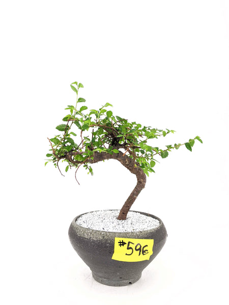 'Zen' the Chinese Elm - #596