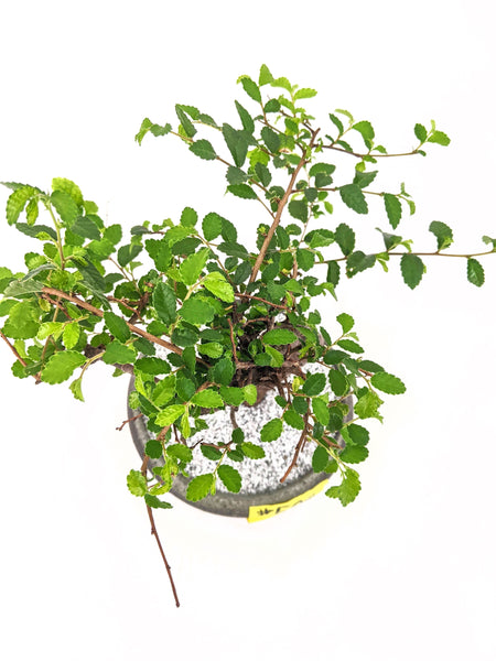 'Zen' the Chinese Elm - #596