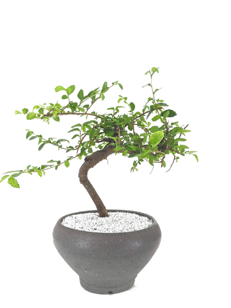 'Zen' the Chinese Elm - #596