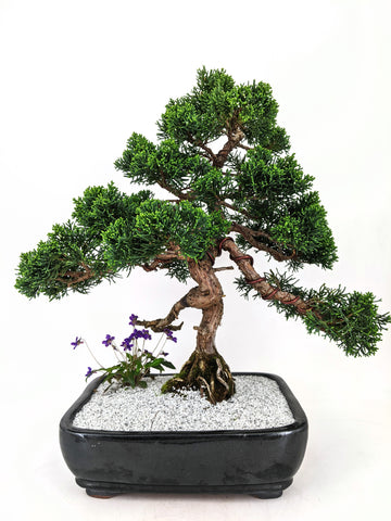 Shimpaku Juniper