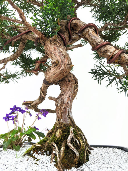shimpaku juniper bonsai tree Shimpaku Juniper