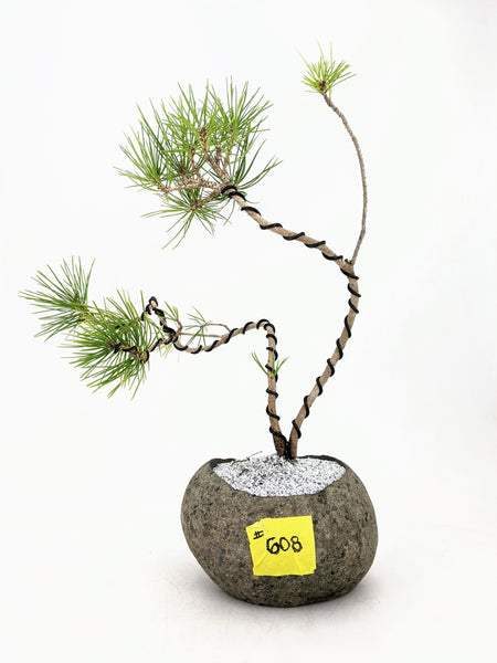 'Fred' the Japanese Black Pine - #608