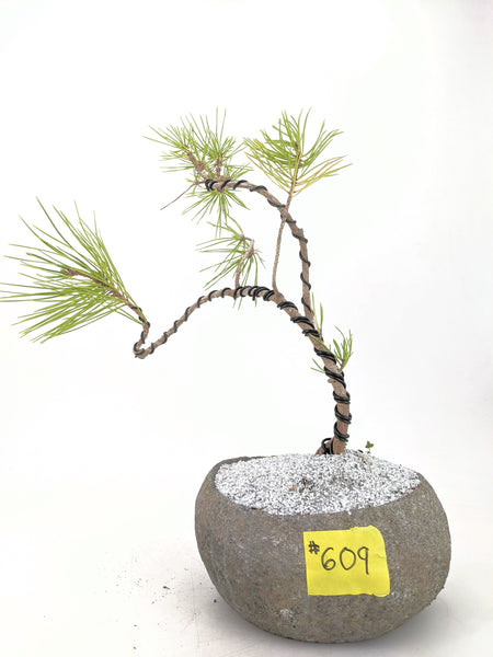 'Fred' the Japanese Black Pine - #609