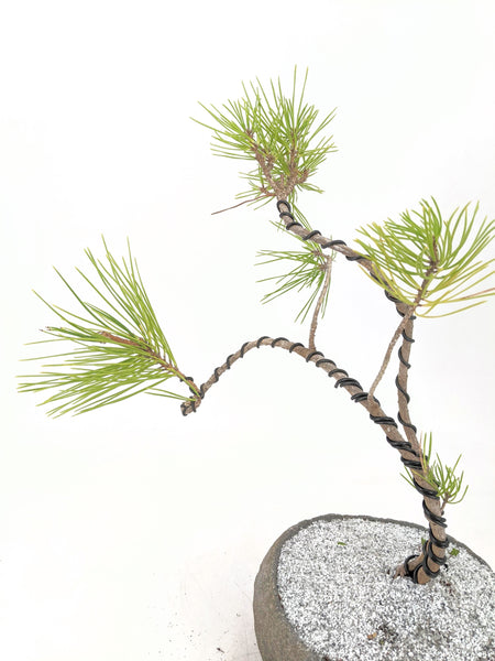 'Fred' the Japanese Black Pine - #609