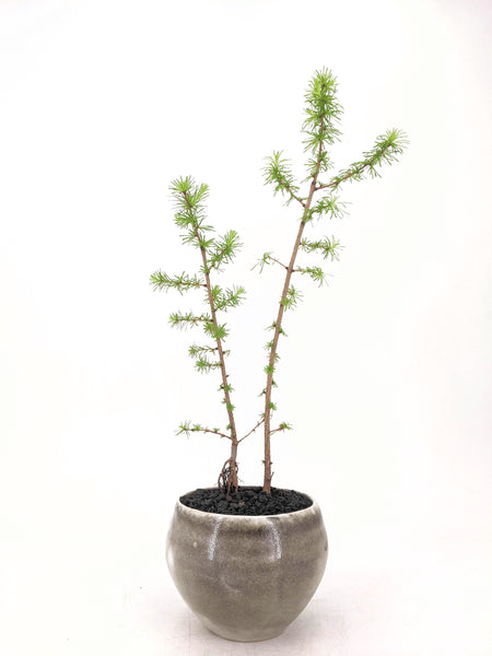 'Larry' the Eastern Larch - #611
