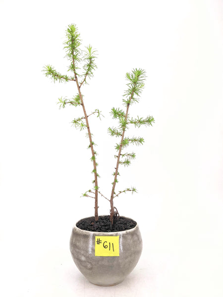 'Larry' the Eastern Larch - #611