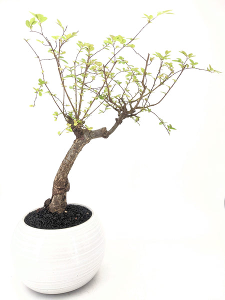 'Merlin' the Chinese Elm - #614