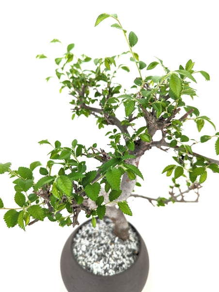 'Zen' the Chinese Elm - #617