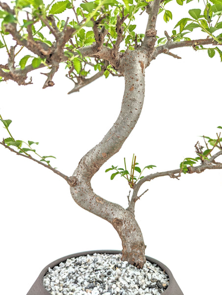 'Zen' the Chinese Elm - #617