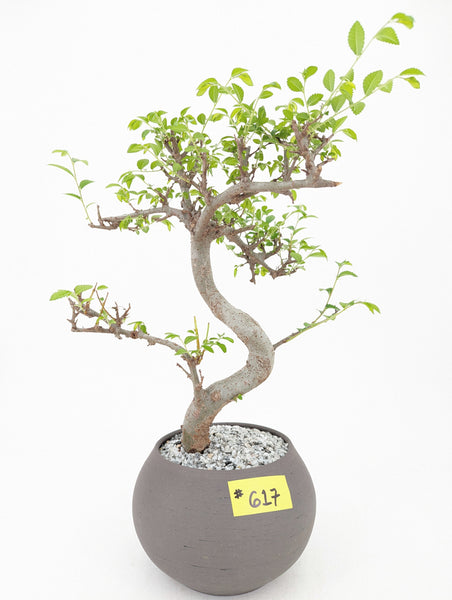 'Zen' the Chinese Elm - #617