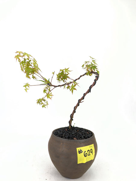 'Mikawa' the Japanese Maple - #629