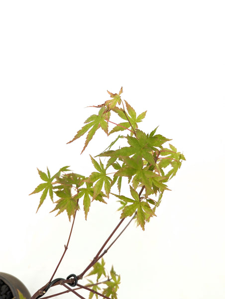 'Mikawa' the Japanese Maple - #629