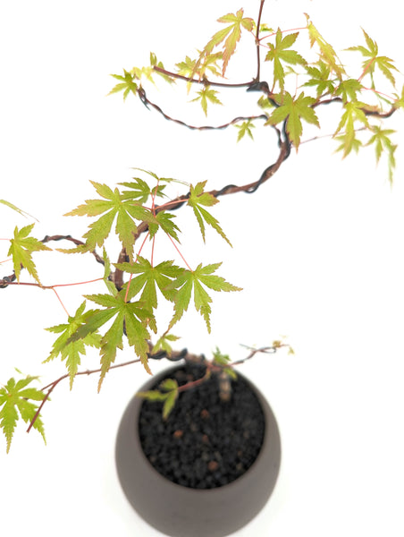 'Mikawa' the Japanese Maple - #631