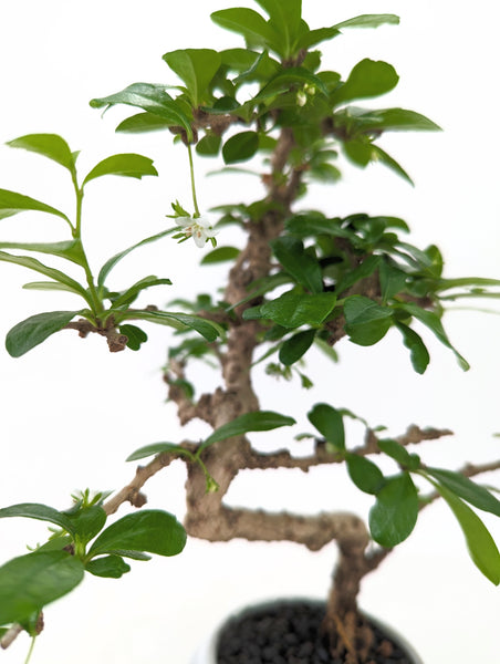 'Shay' the Philippine Tea Tree