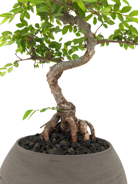 do chinese elm bonsai trees lose their leaves Chinese Elm Bonsai