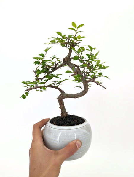 wegmans bonsai tree Chinese Elm Bonsai