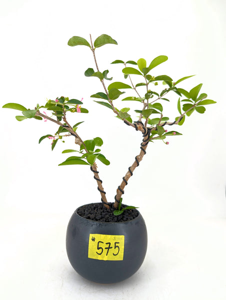 'Tille' the Barbados Cherry - #575