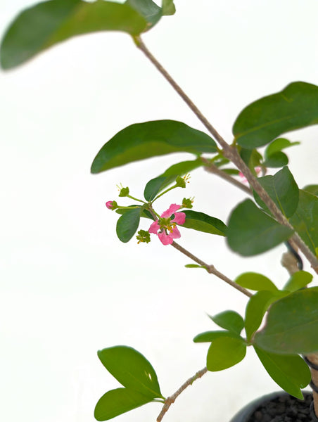 'Tille' the Barbados Cherry - #575