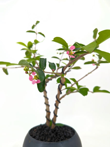 'Tille' the Barbados Cherry - #575