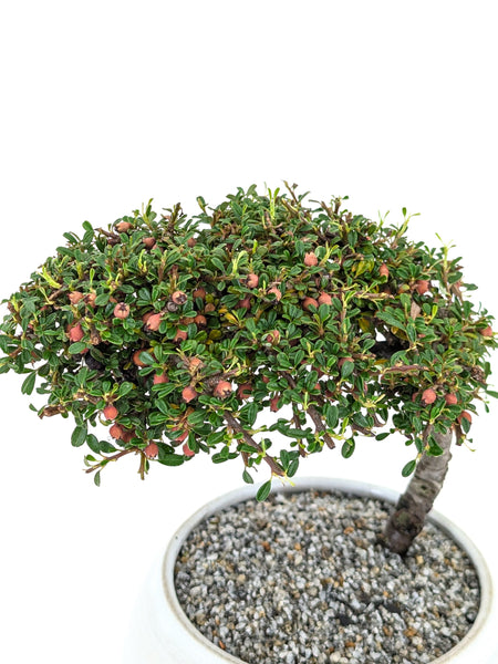 'Ari' the Cotoneaster