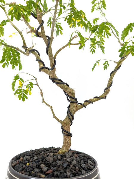 'Gilly' the Brazilian Rain Tree - #637